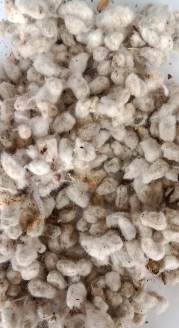 Cotton Seed (Whole) (बिनौला (साबुत)) — Surtaru Impex