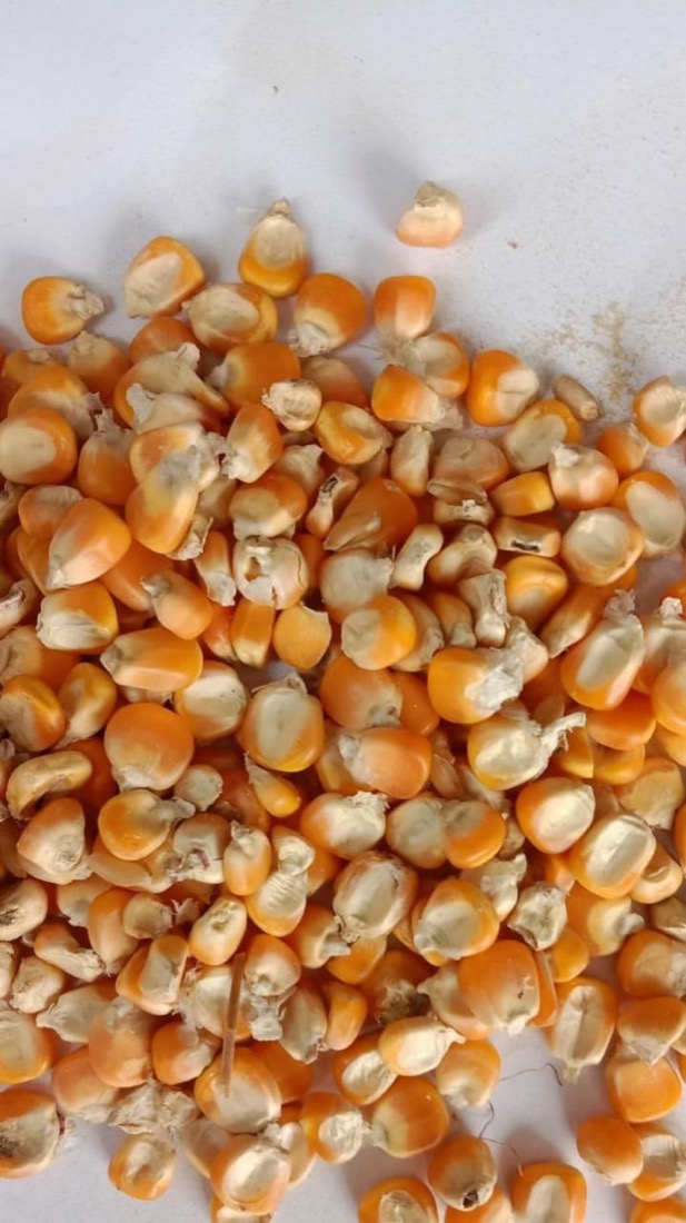 Maize (मक्का) — Surtaru Impex